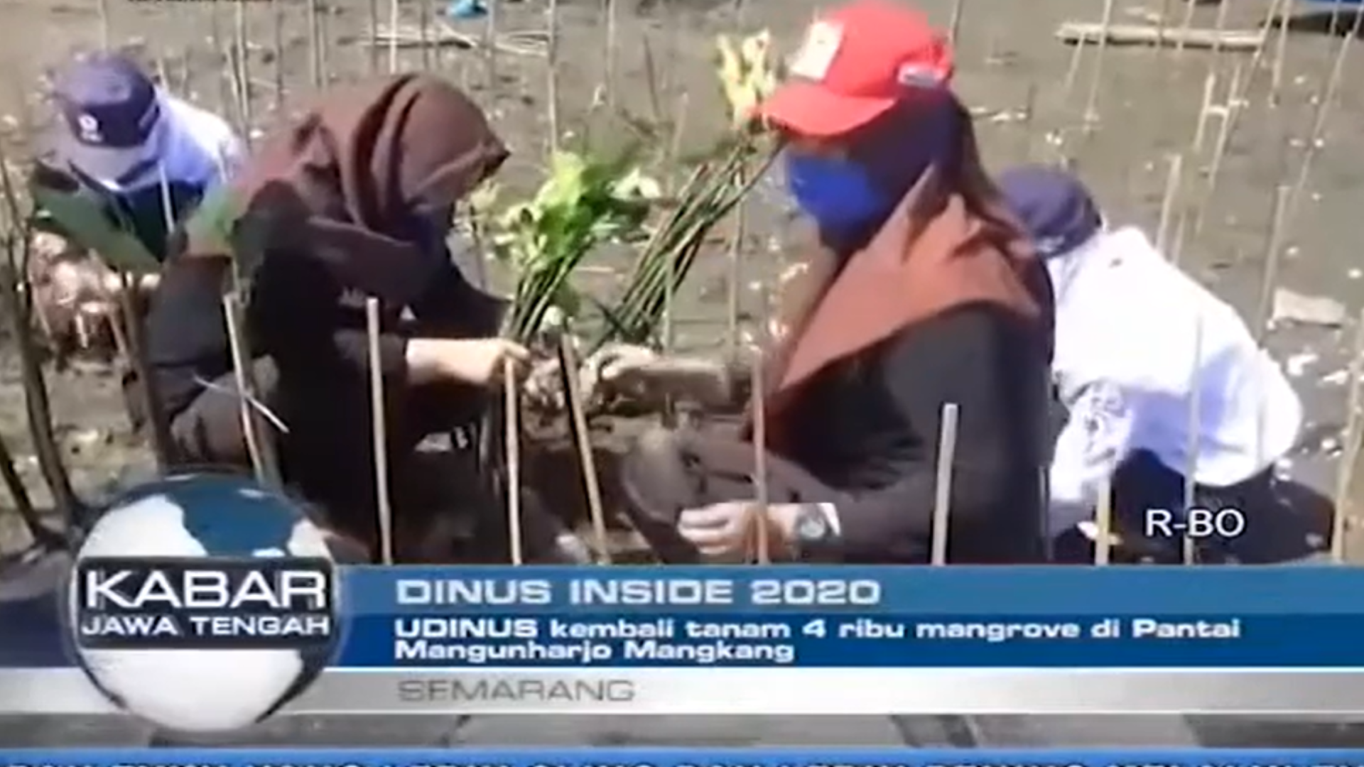 UDINUS KEMBALI TANAM 4000 BIBIT MANGROVE DI PANTAI MANGUNHARJO MANGKANG