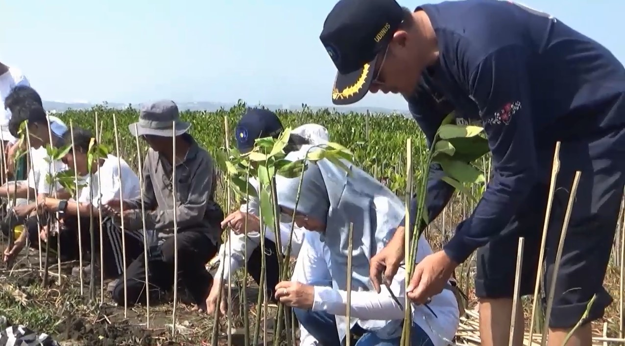 Mahasiswa Baru Udinus Lakukan Tanam Mangrove di Mangunharjo